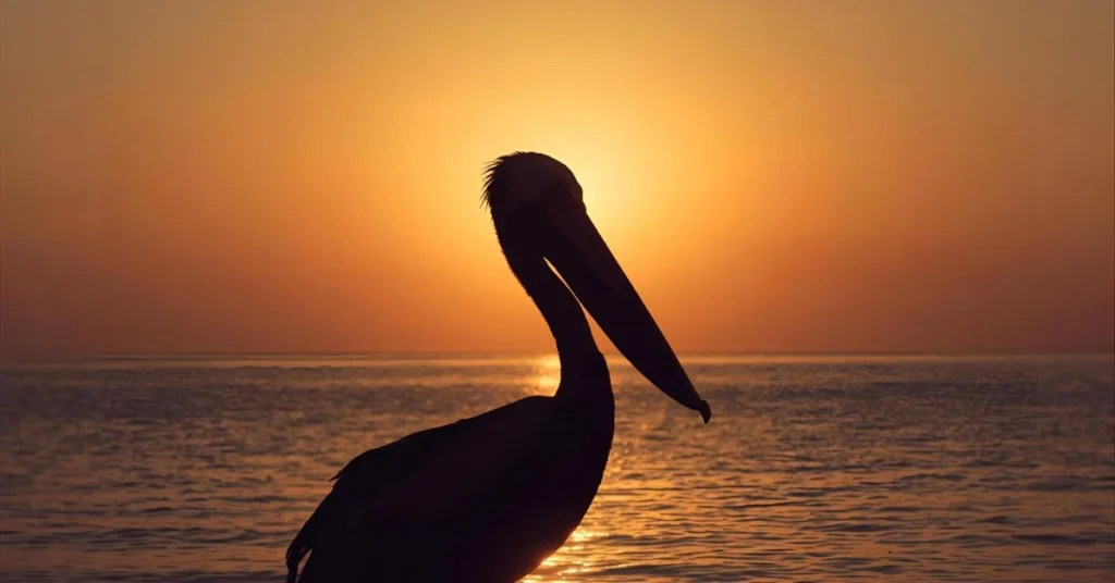 Cool & Aesthetic Pelican Puns